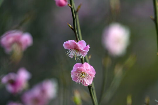 红梅花红梅花开春天梅花盛开