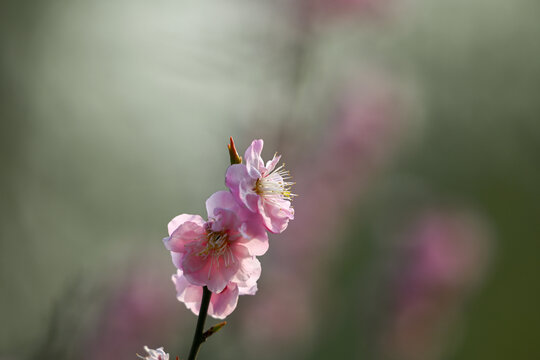 红梅花红梅花开春天梅花盛开