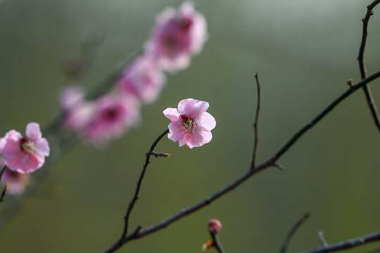 红梅花红梅花开春天梅花盛开