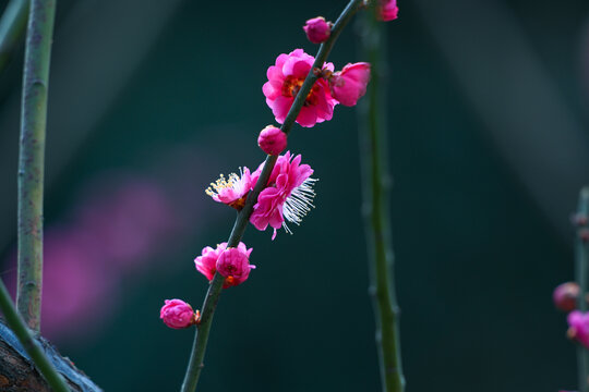 红梅花红梅花开春天梅花盛开