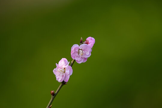 红梅花红梅花开春天梅花盛开