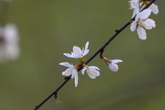 山桃花盛开春天