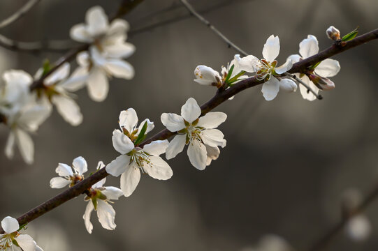 山桃花盛开春天
