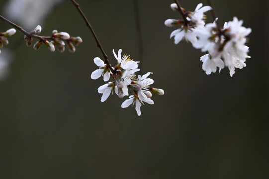 山桃花盛开春天