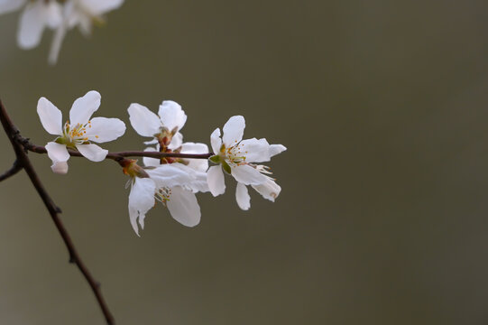 山桃花盛开春天