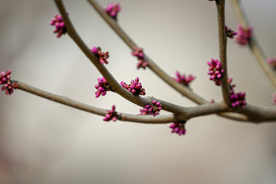紫荆发芽春天