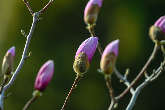 红玉兰花紫玉兰花开春天花蕾