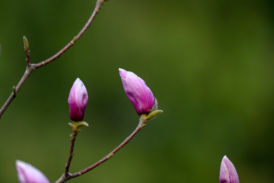 红玉兰花紫玉兰花开春天花蕾