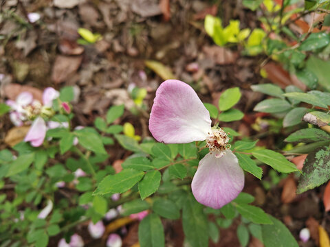 凋落的蔷薇花