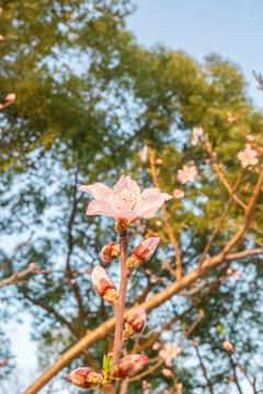 樱花特写