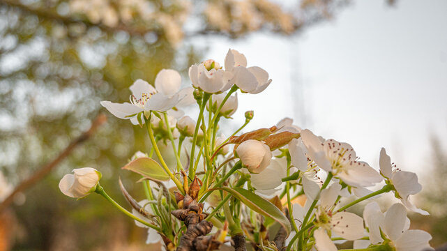 春暖花开