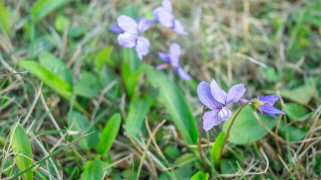 紫花地丁