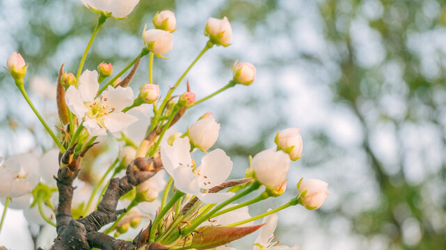 樱花花苞