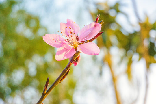 樱花特写