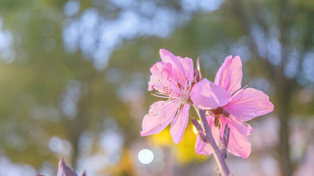 樱花特写