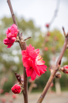 碧桃花特写