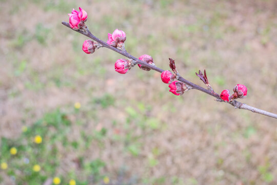 红叶碧桃花苞