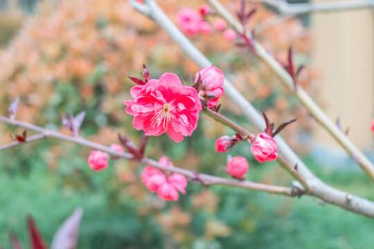 红花红叶碧桃