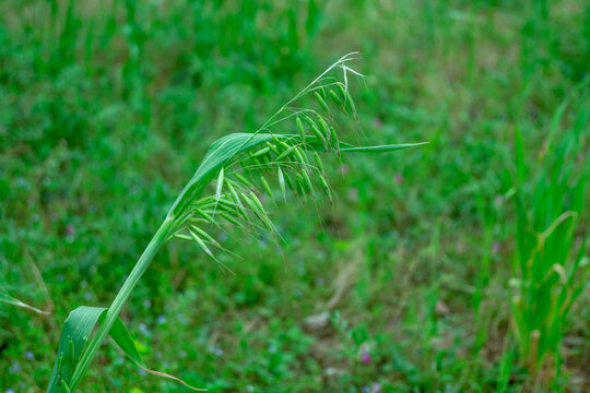 野燕麦