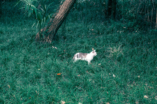 野猫捕食