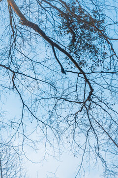树枝与蓝天