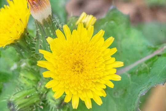 花叶滇苦菜