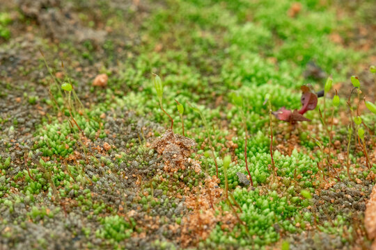 地衣植物