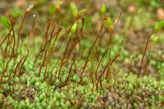 苔藓微距