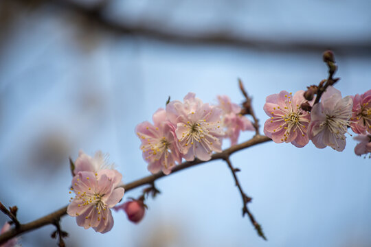 红梅花