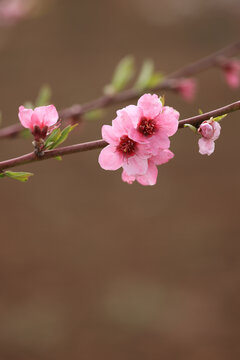 花卉素材