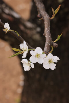 莱阳梨花特写