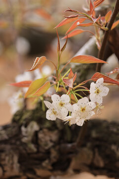 莱阳梨花