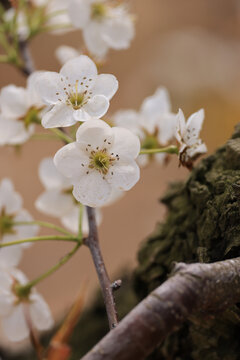 莱阳梨花