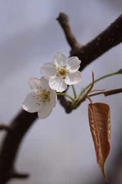 莱阳梨花