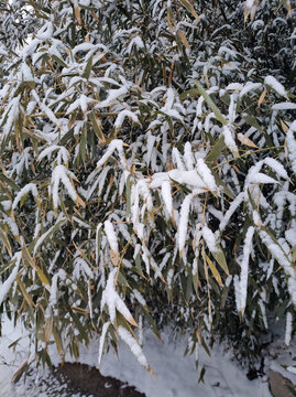 雪后竹林
