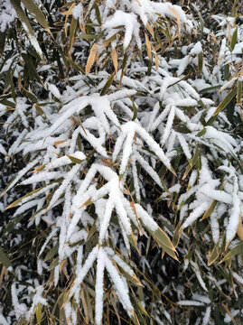 竹叶积雪