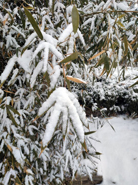 积雪竹叶