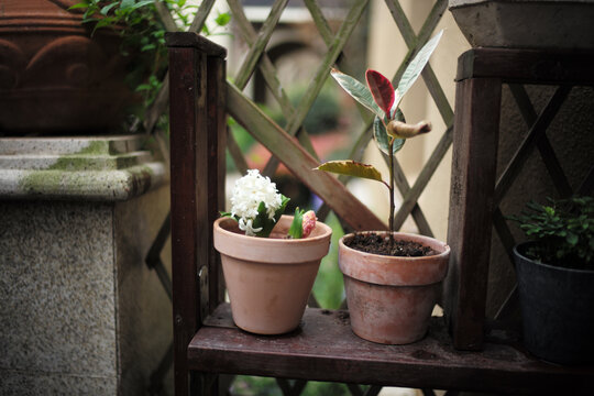 家庭植物园