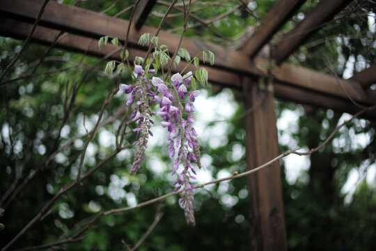 家庭植物园紫藤花