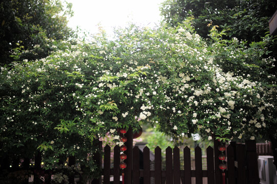 木香花