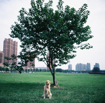 树下的金毛小摩卡