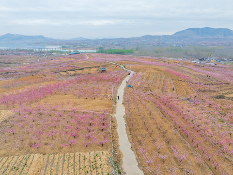 蒙阴旧寨万亩桃花盛开