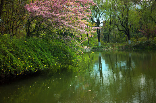 春花春水