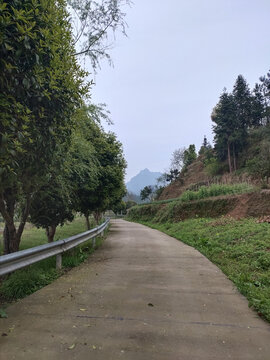 农村公路与绿植