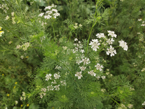 香菜开花