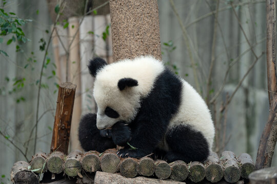 四川幼年大熊猫