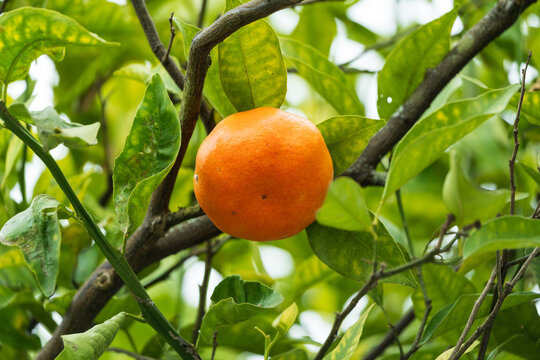 树枝上的橘子果实