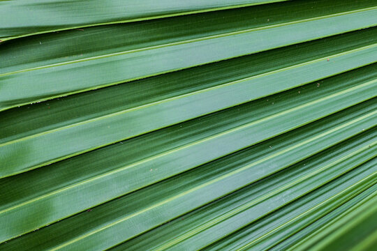 绿色的棕榈叶纹理