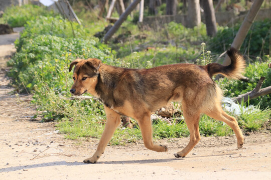 中华田园犬