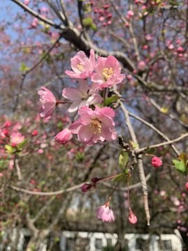 樱花